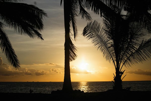 Was ist bei der Sozialisierung von Hunden zu beachten?